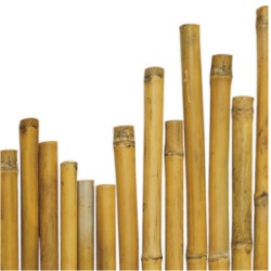 CANNA BAMBU' 24-26 MT.2,10